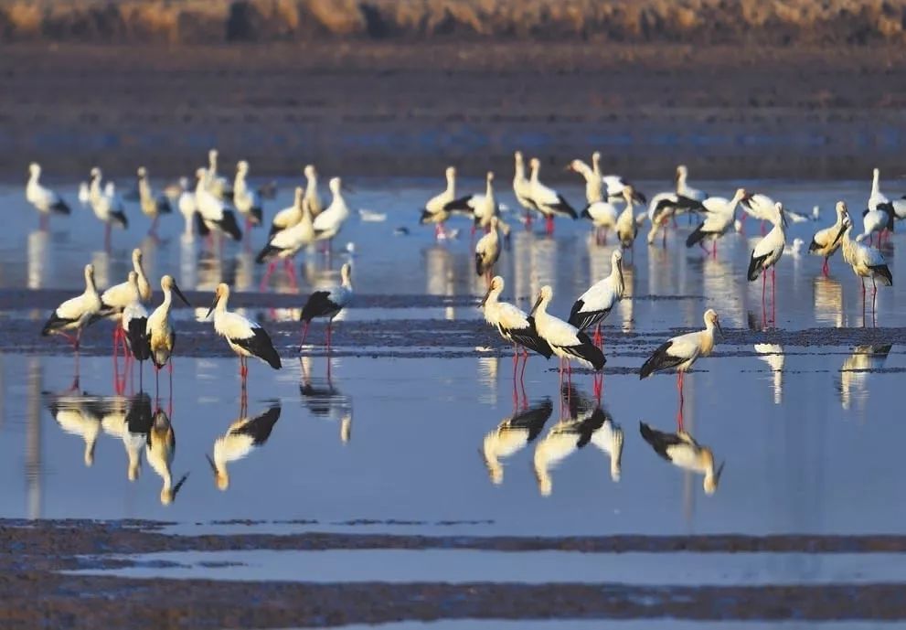 东方白鹳起舞曹妃甸美图来袭