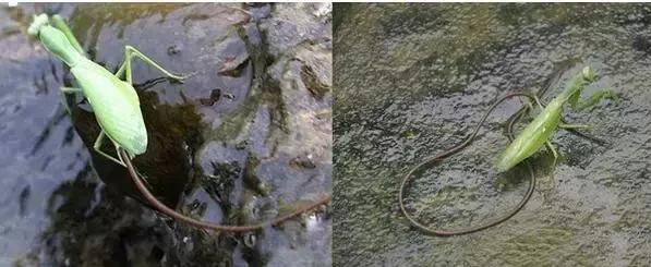 铁线虫幼虫会通过水源感染人体,引起铁线虫病,这种病会使尿道感染发炎