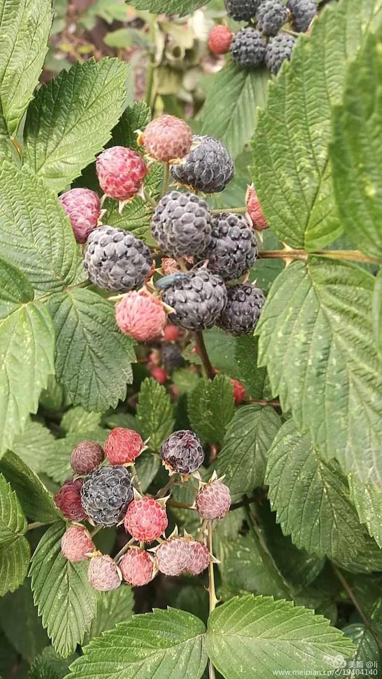 又吃到它了,果名叫不上来,就是枝条有刺,我们喊它刺果99现在想想还