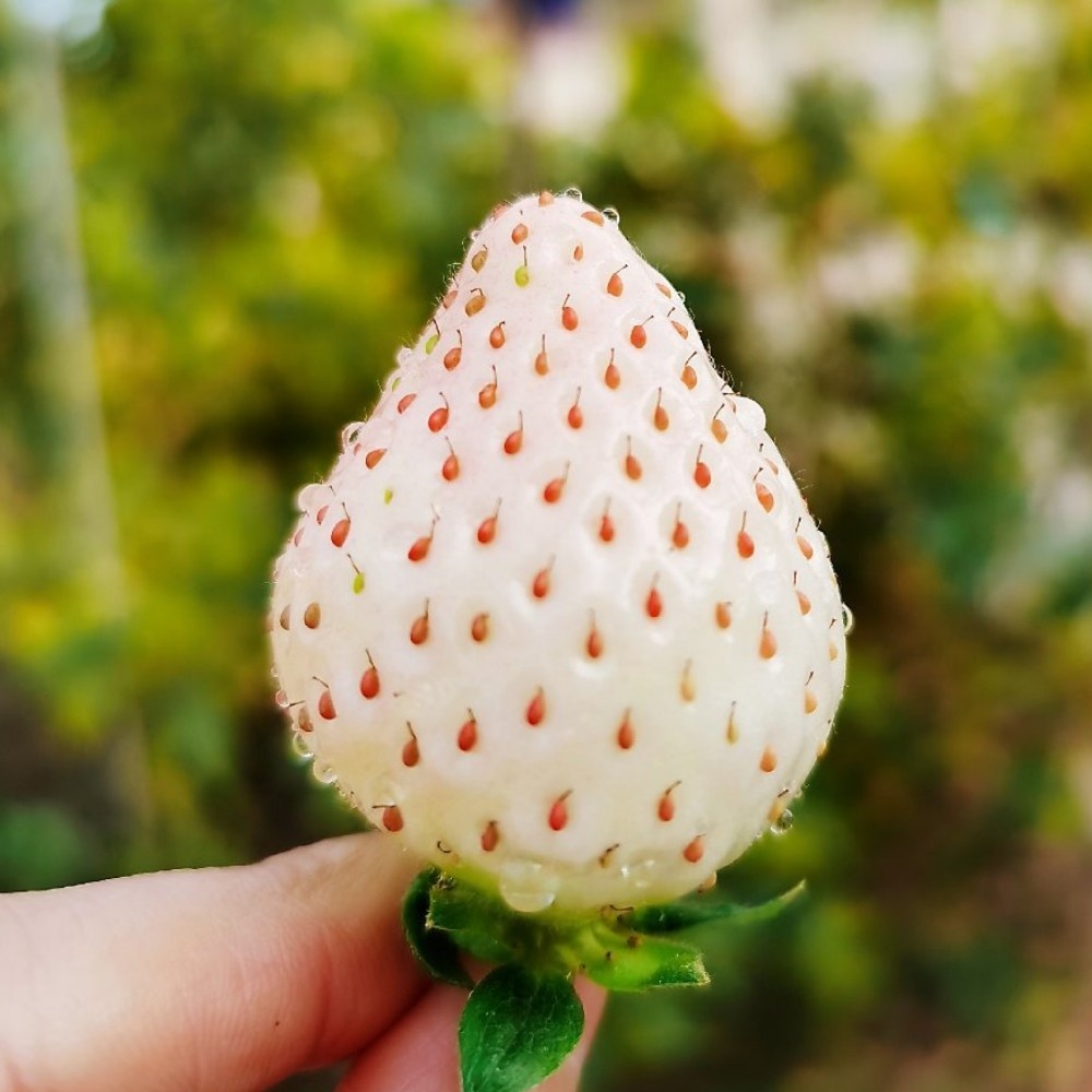 西禾草莓四大名媛果然大有来头