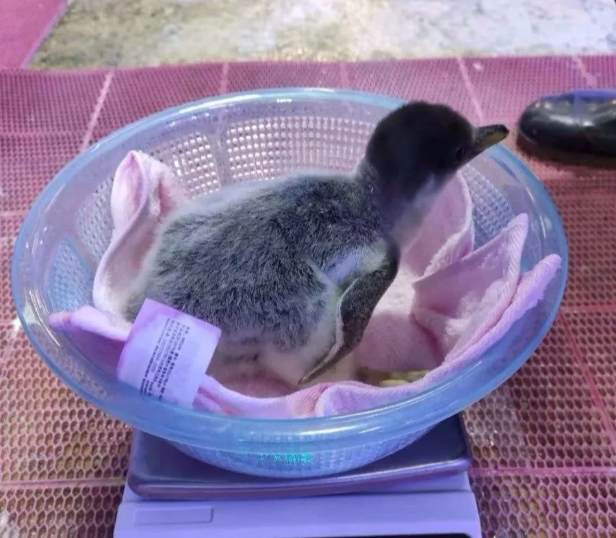 什么淮安这家企鹅生蛋了速度来围观