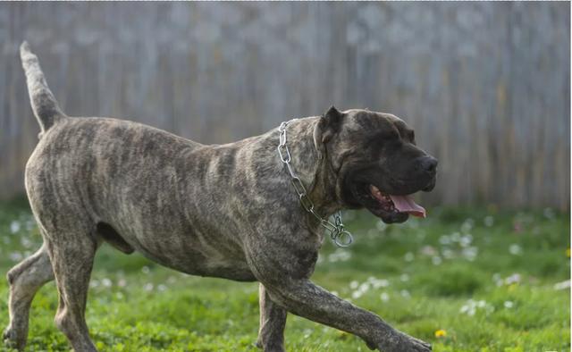 原创禁养犬加纳利犬不仅打得过比特犬还经常伤人甚至致死的狗狗