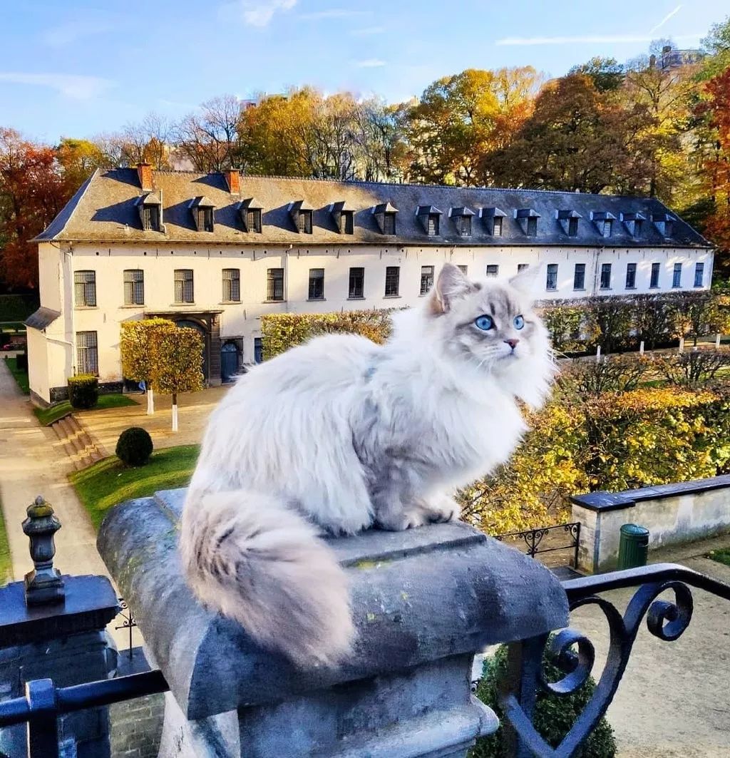 一只来自比利时的西伯利亚森林猫,神仙喵仙女