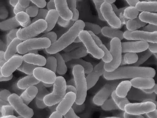 南美白对虾肠炎病多发弄懂原因才好预防