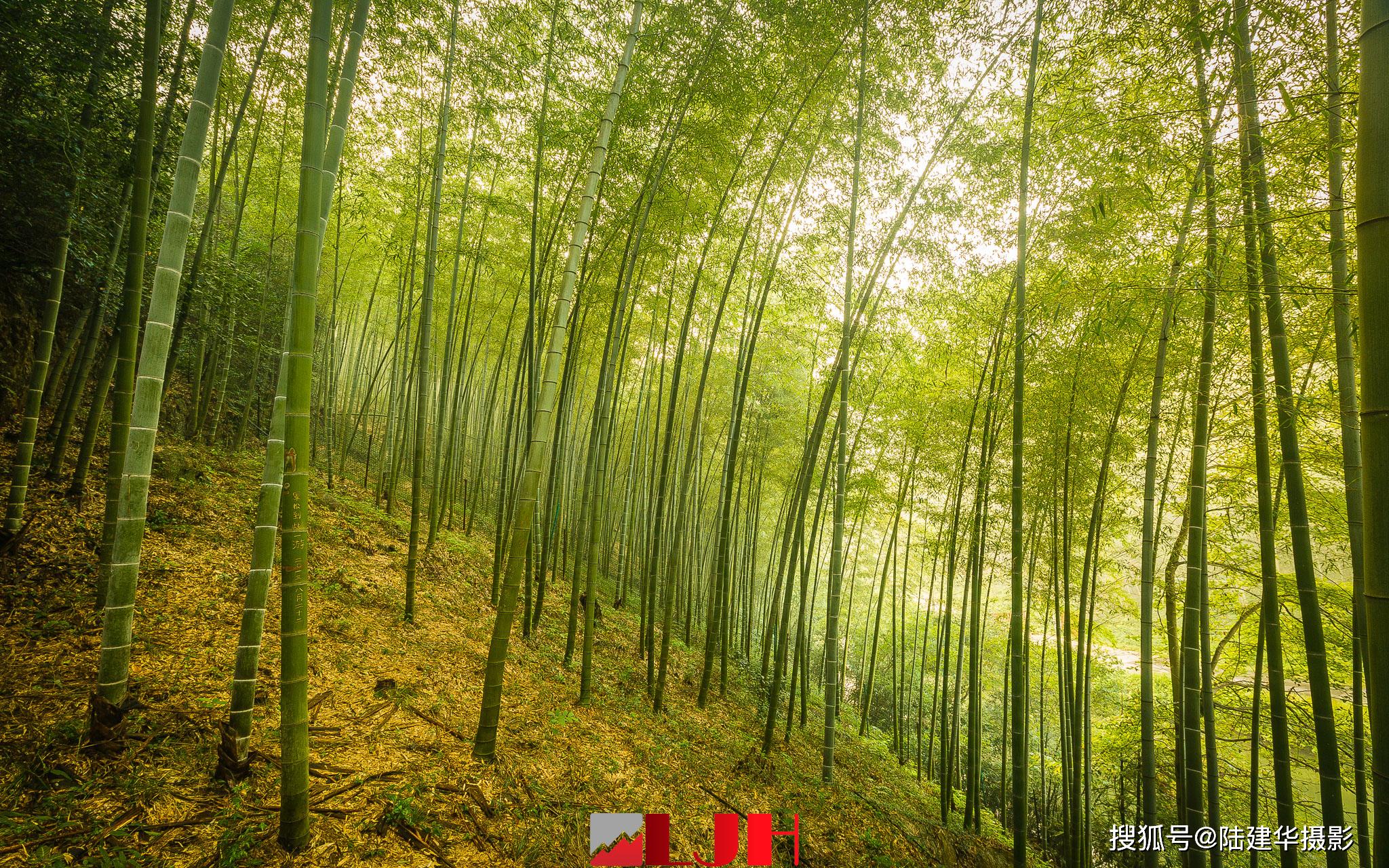 宜兴竹海,冬季里缥缈的晨雾有点仙_竹林