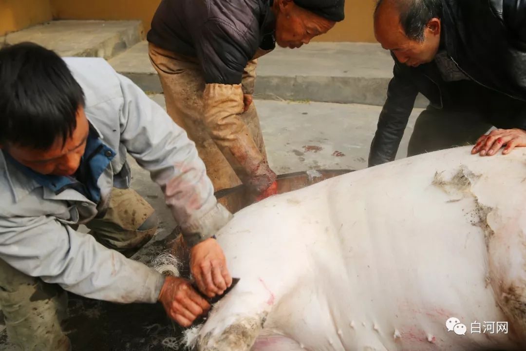 在白河,有一种记忆叫杀年猪……_杀猪匠