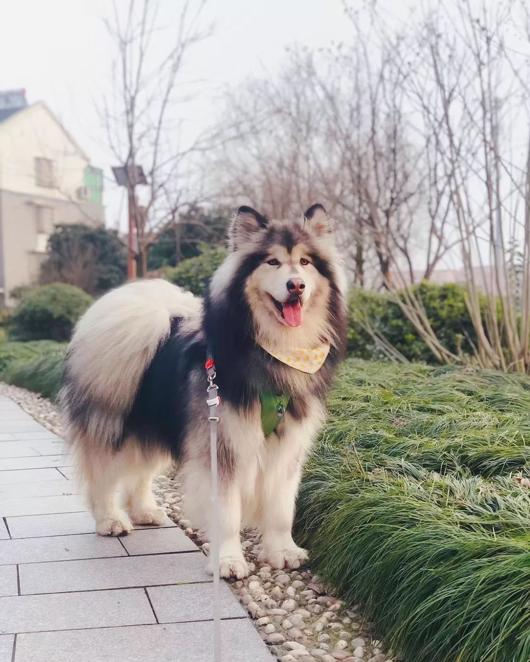 成年拉斯维加斯犬图片