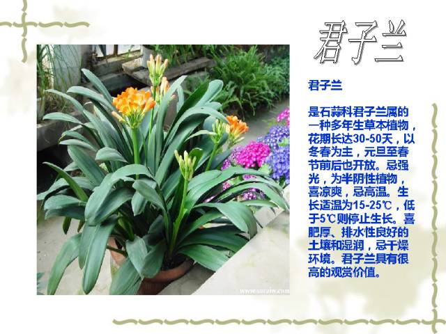 50种室内常见植物花卉详解