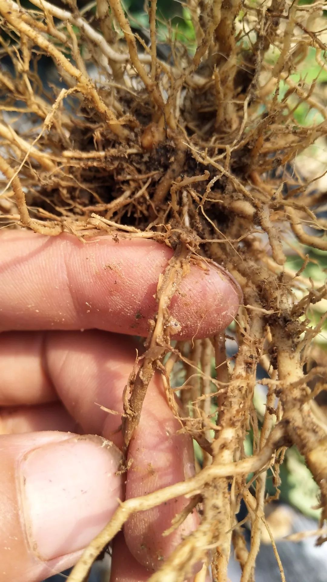 一篇文章让你全面了解青枯病