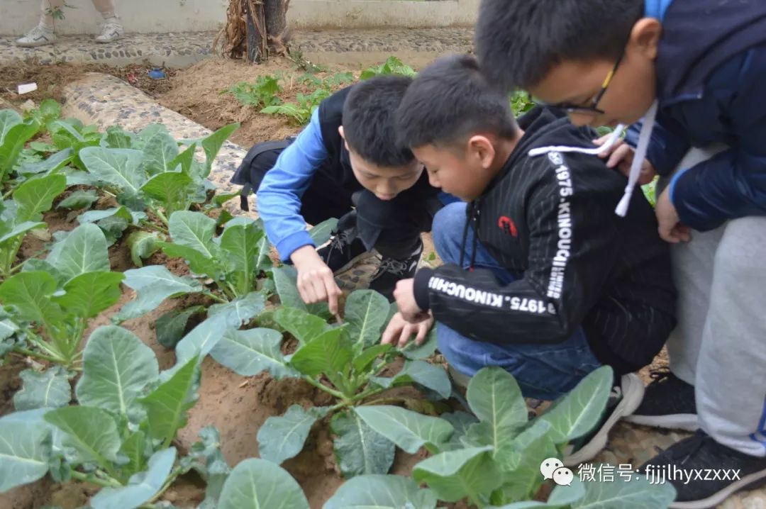 一群辛勤的"小蜜蜂"在菜园中欢
