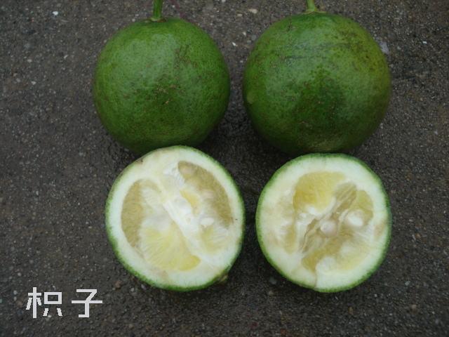 “橘生淮南则为橘，生于淮北则为枳”，是什么原因造成的呢？_晏子