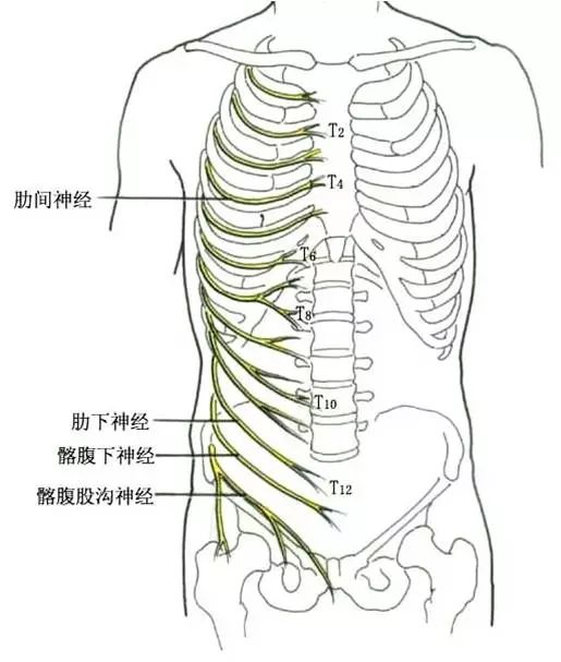 脊柱神经体表分布图图片