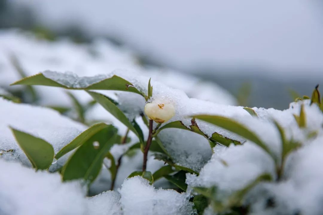 益阳下雪图片图片