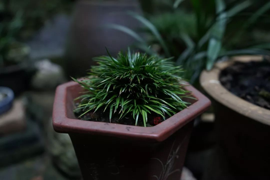 菖蒲丨风饕雪虐亦怆然独馨