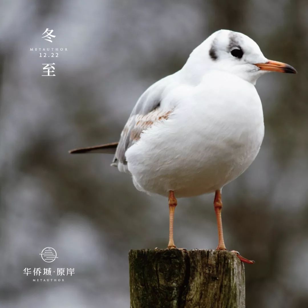 冬至风物志一别如冬至鸥栖朝暮新