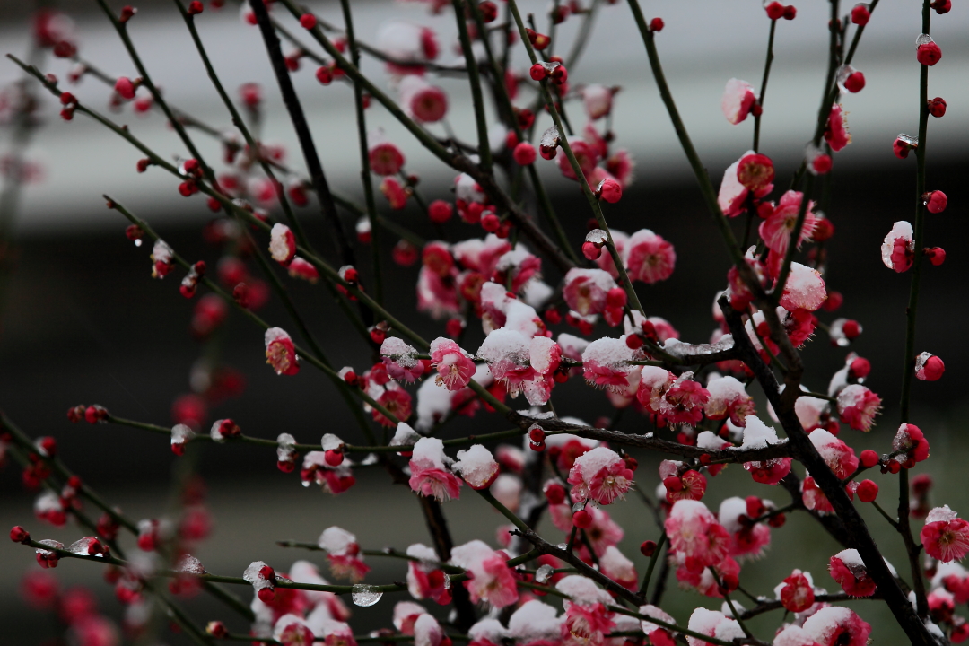 星連文學社廣西詩人陳熠明修隱梅花傲雪霜