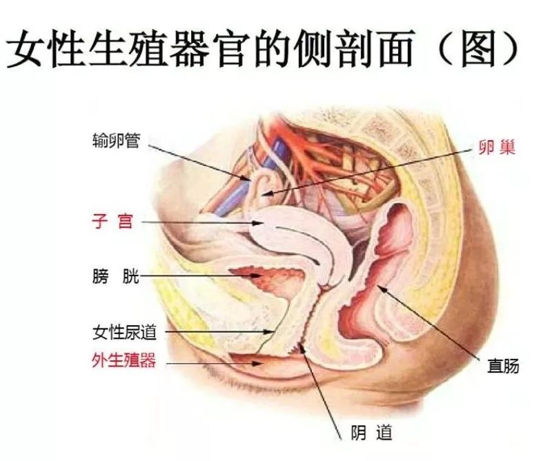 子宫的构造详细图片图片