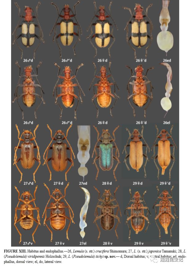 今年十月,日本天牛学家大林延夫与我国台湾天牛学家周文一于国际动物