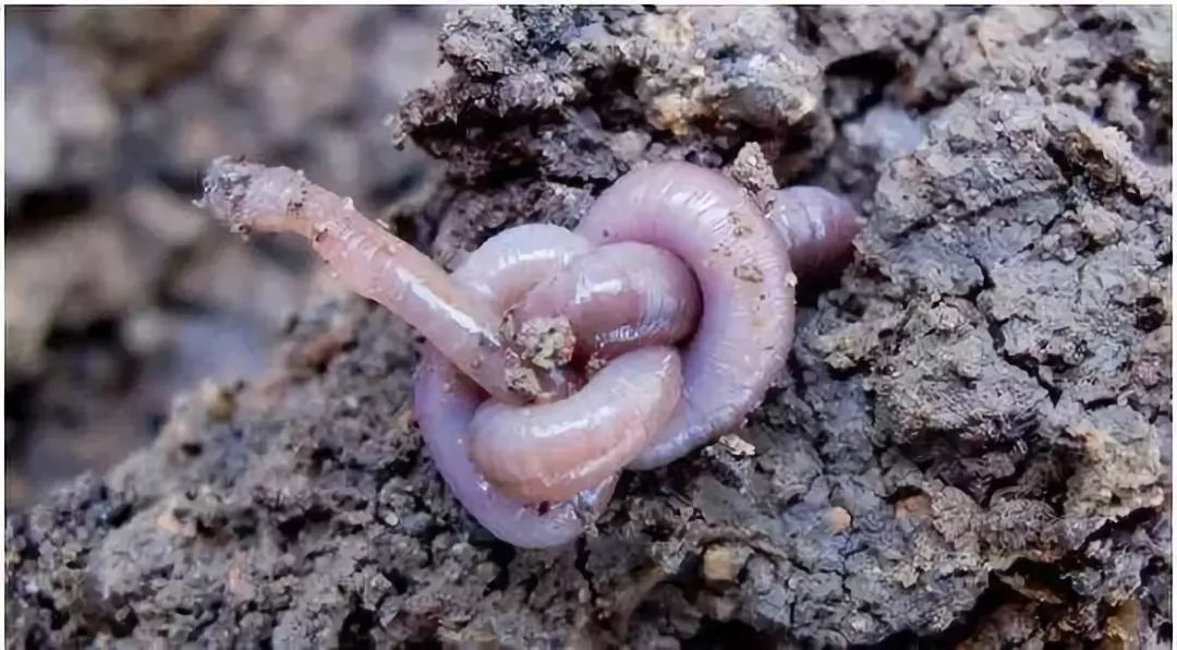 蚯蚓结冬至三候相沿至今盛于唐宋源于汉代把冬至作为节日来过新的一年