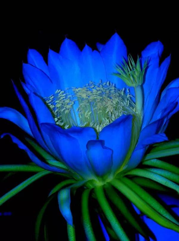 昙花一现,惊艳世界!(送给好朋友们)