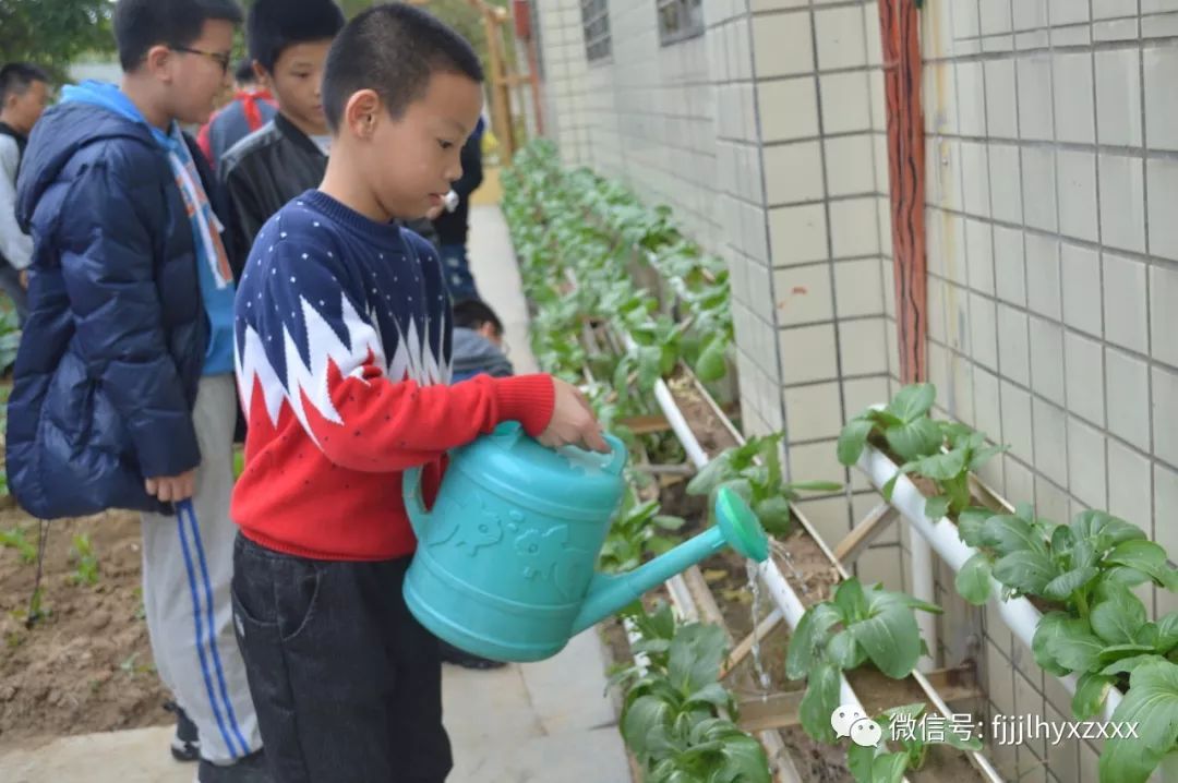 一群辛勤的"小蜜蜂"在菜园中