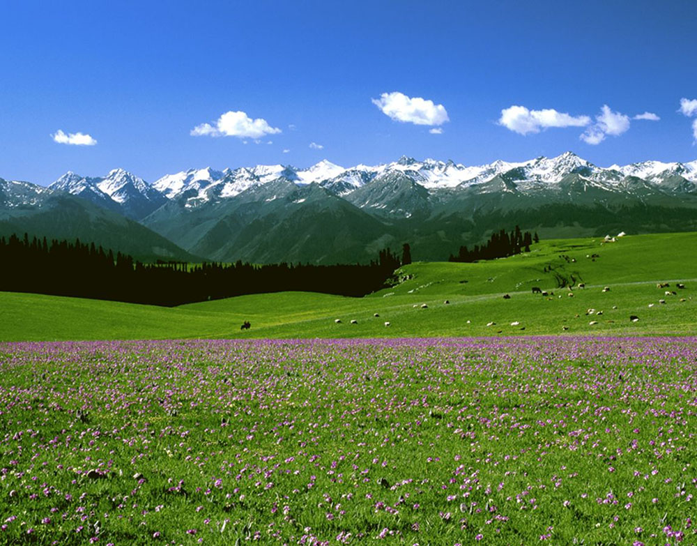 大美新疆伊犁最美的草原在这里五花草甸温泉飞瀑石林冰川