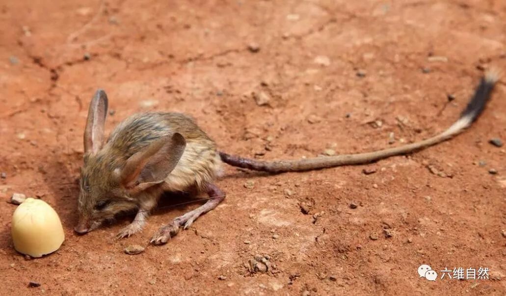 具有强大跳跃能力的鼠类像袋鼠不断跳跃而跳鼠一生都不用饮水