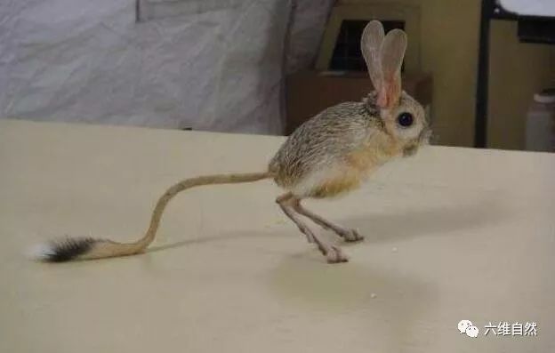 具有强大跳跃能力的鼠类像袋鼠不断跳跃而跳鼠一生都不用饮水