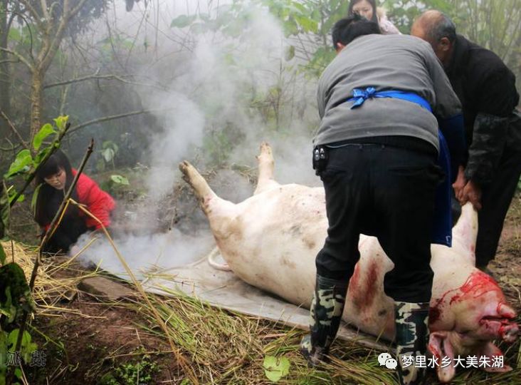 湖鄉年味雷開豔▎開年豬祭豬頭