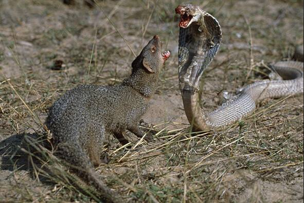 这8种动物个个"胆大包天",有一种因为太有种打破了世界纪录