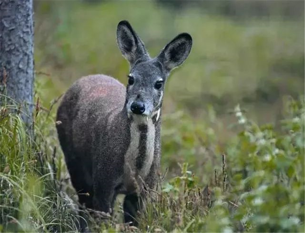 原创祁连山发现7只珍稀动物似鹿非鹿似马非马似羊非羊