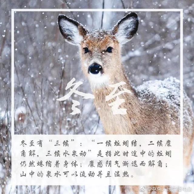 今日冬至为什么要吃饺子