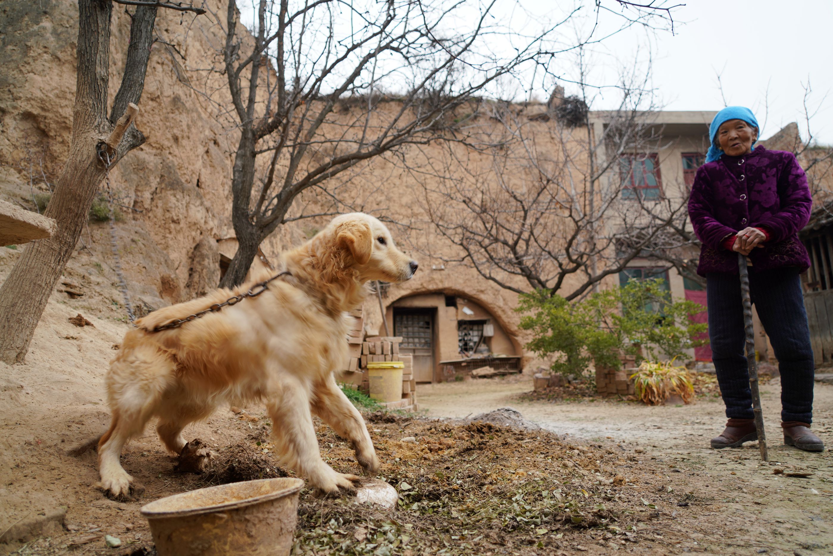 山西88岁老人养金毛看家护院,她说能卖8000元,看看啥样