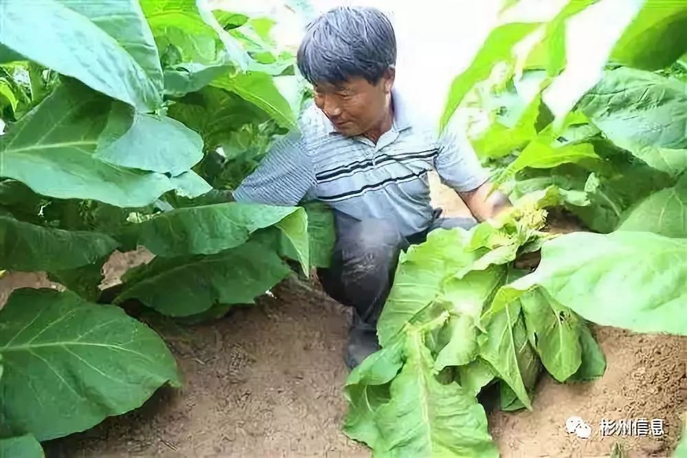 长武在外游子冯军成作品《烤烟炉》,勾起了无数人的记忆!