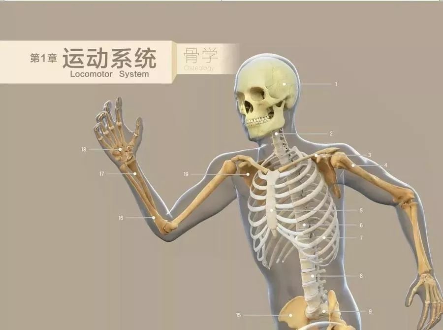 可旋转放大的三维立体图谱《人卫3d人体解剖图谱》