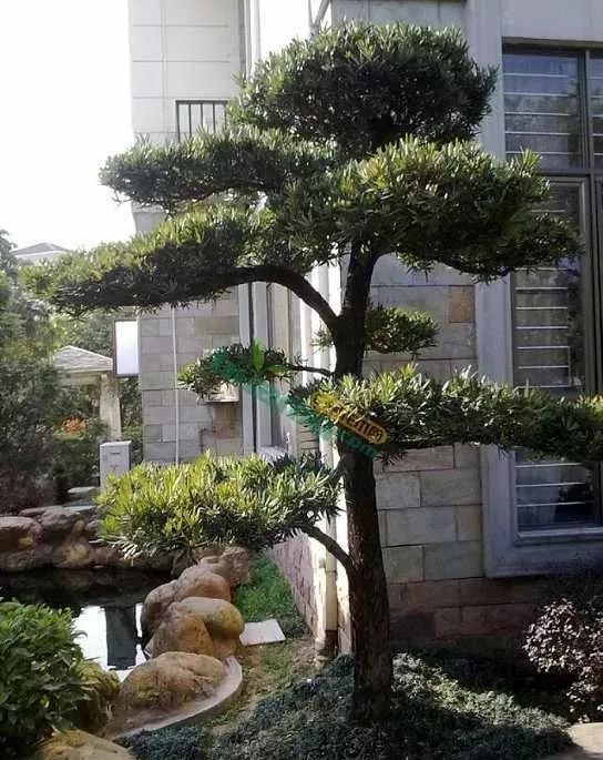 罗汉松的风水作用信不信由你