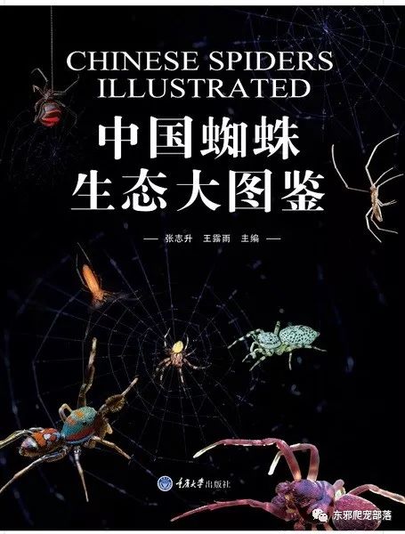 物种玄闻录中国蜘蛛目araneae检索表