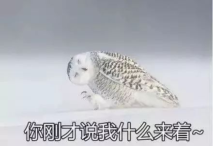 分享今日份"快乐源泉" 《猫头鹰的秘密生活》  摄影 关翔宇 让我"康康