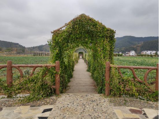 冷杉良田花海影视基地第二届彩色油菜花艺术节媒体发布会盛大召开
