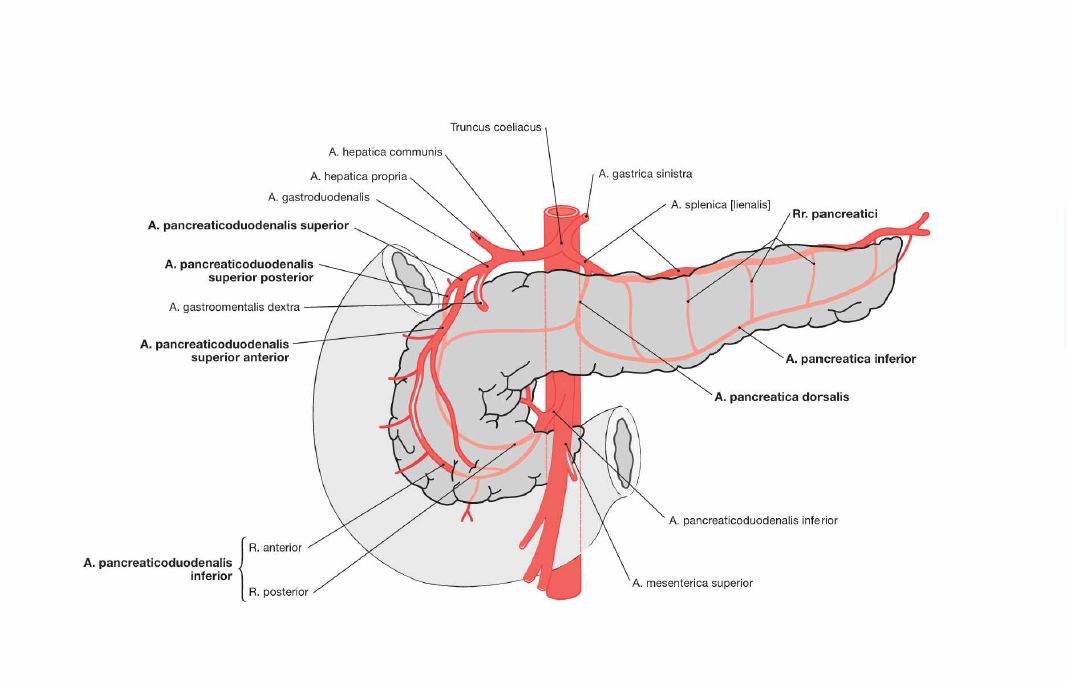 胰背动脉解剖图片