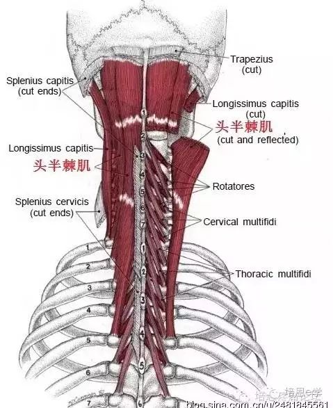 由淺層到深層排列:斜方肌——夾肌一一頭棘肌——迴旋肌——多裂肌.