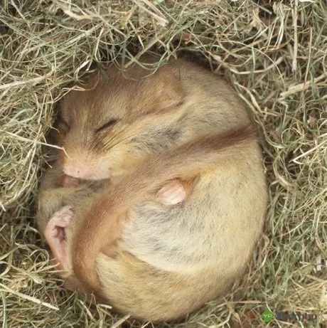 金花松鼠冬眠图片