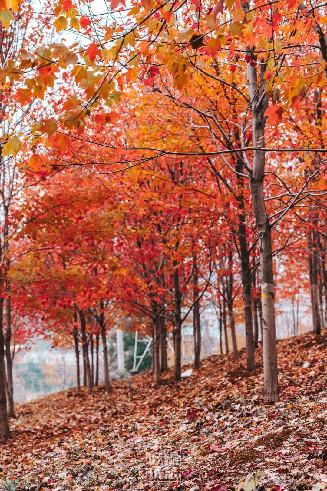 武汉最美的漫山红叶,就藏在文华学院里!