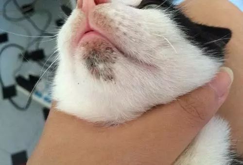 【来问】猫鼻子上黑黑的,是怎么回事?_猫咪