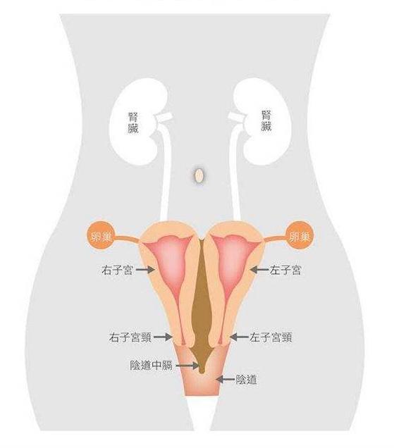 双子宫图片 结构图图片