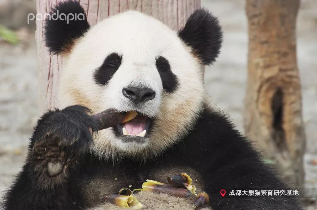 这家伙一口白牙皓齿的,是用了美牙仪吗?_大熊猫
