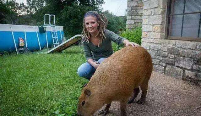 美女高管遭海盗劫杀,敢死队上巨鼠岛搜救,人鼠大战,结果