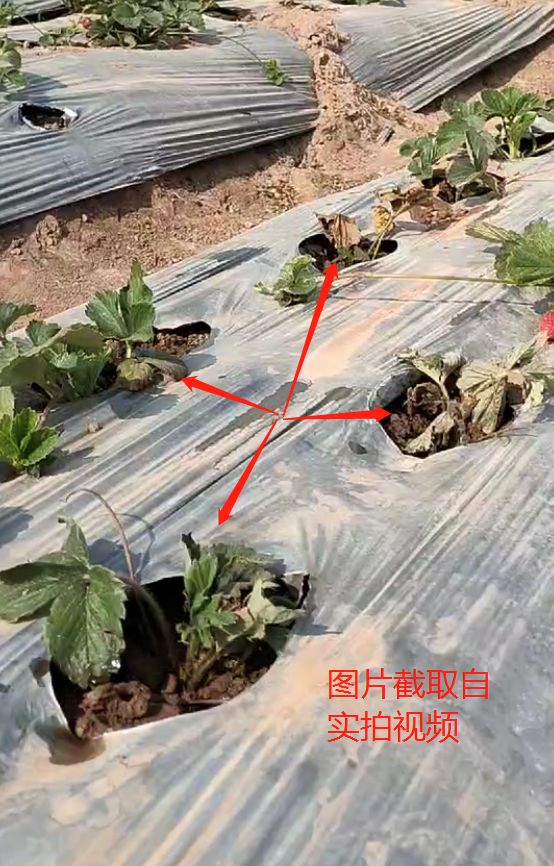 近年因受重茬及病毒病影响,开始转种奶油草莓,种植面积3亩,当下处于
