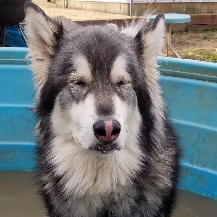 阿拉斯加猪高清头像图片