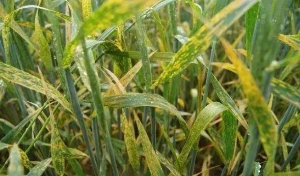 2020年农作物将会暴发哪些重大病虫害